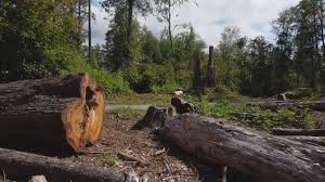 Best Arborist Consultation Services  in Oildale, CA