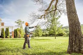 Best Tree Risk Assessment  in Oildale, CA