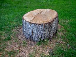 Best Hazardous Tree Removal  in Oildale, CA