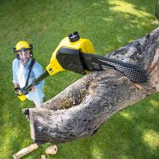 Best Lawn Maintenance Plans  in Oildale, CA