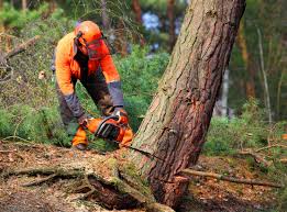 Best Fruit Tree Pruning  in Oildale, CA