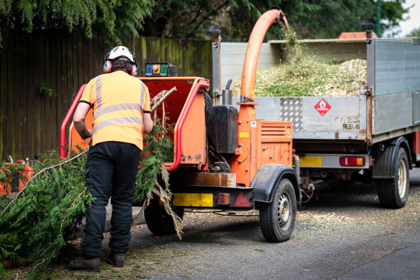 Best Emergency Tree Removal  in Oildale, CA