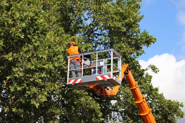 Best Tree Maintenance Programs  in Oildale, CA