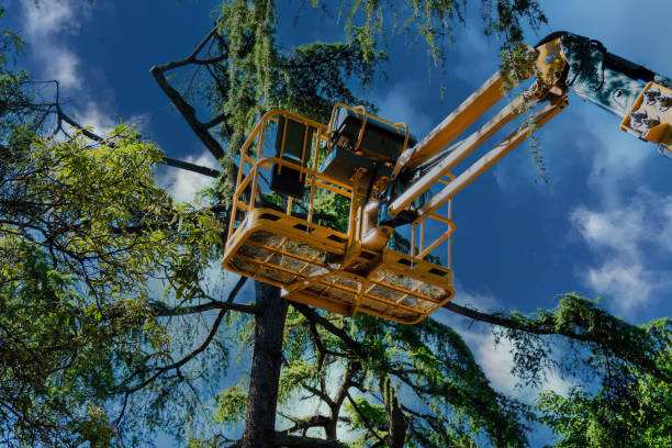 Best Firewood Processing and Delivery  in Oildale, CA