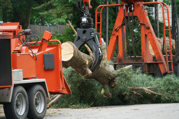 Best Tree Removal  in Oildale, CA
