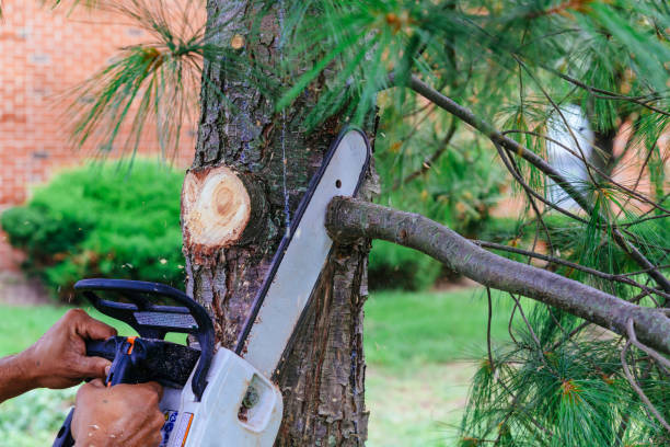 Best Tree Health Inspection  in Oildale, CA